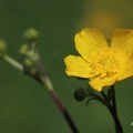 Scharfer Hahnenfuß (Ranunculus acris)